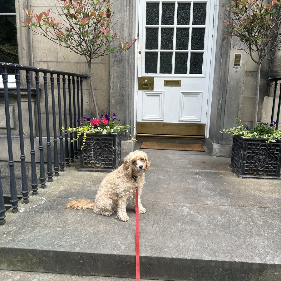 Fred, Cockapoo