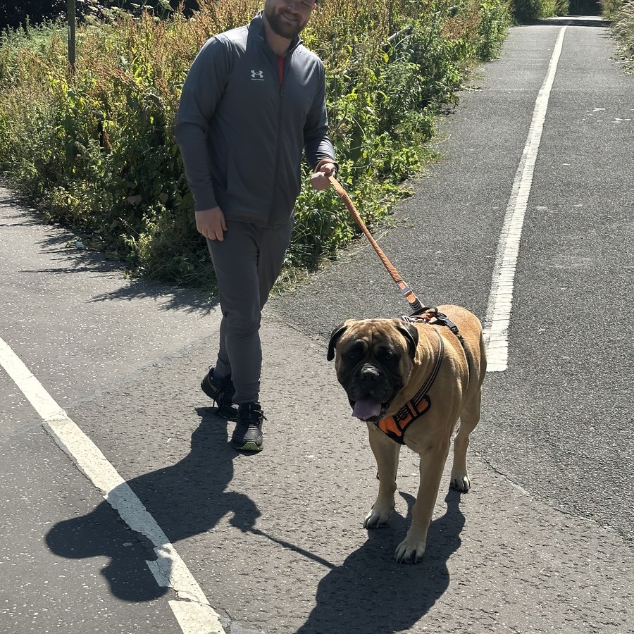 Lenny, Bullmastiff, and Haps, Red Labrador