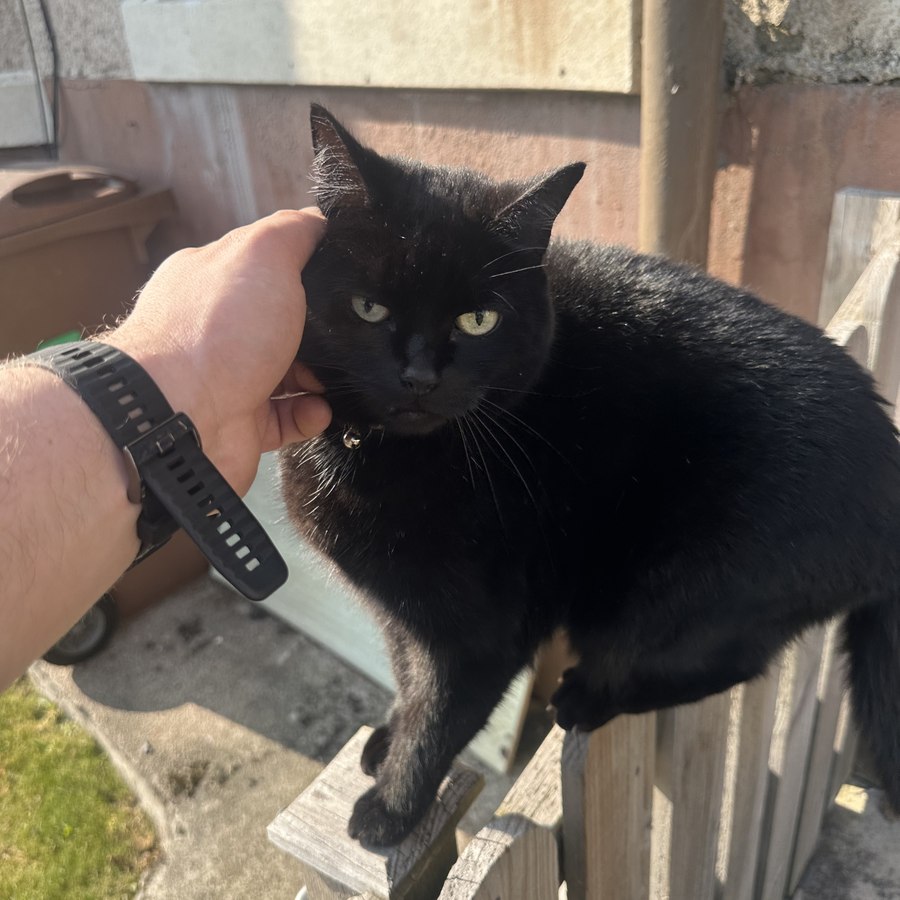 Penny, black cat