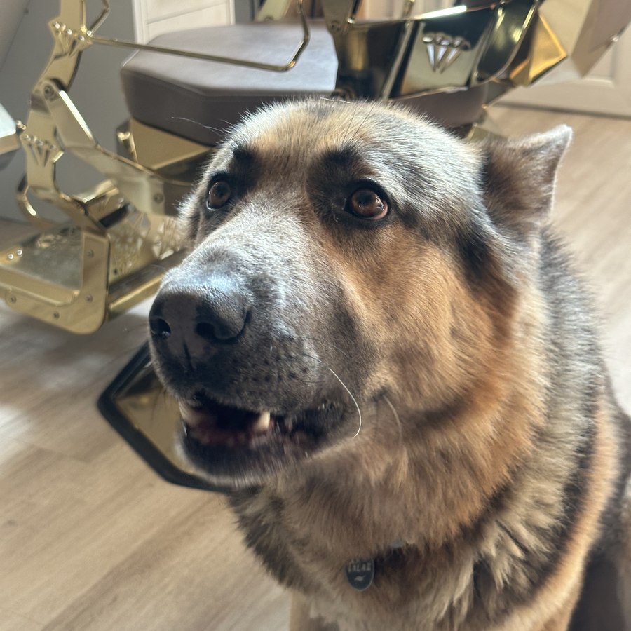 Tallus, German Shepherd