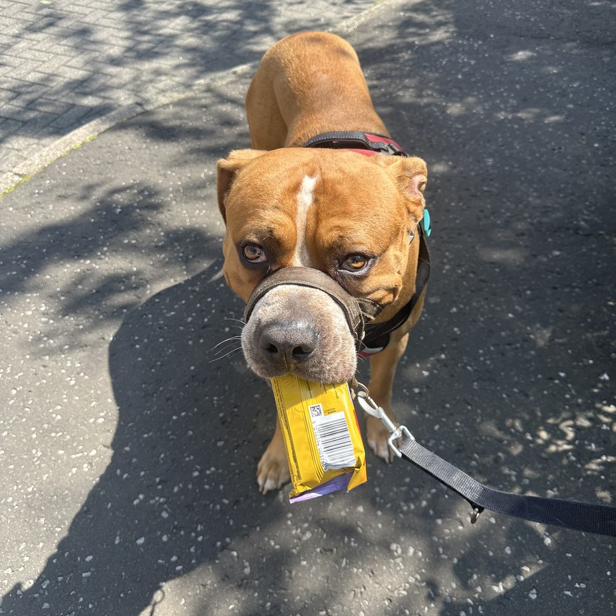 Tyson, Pitbull
